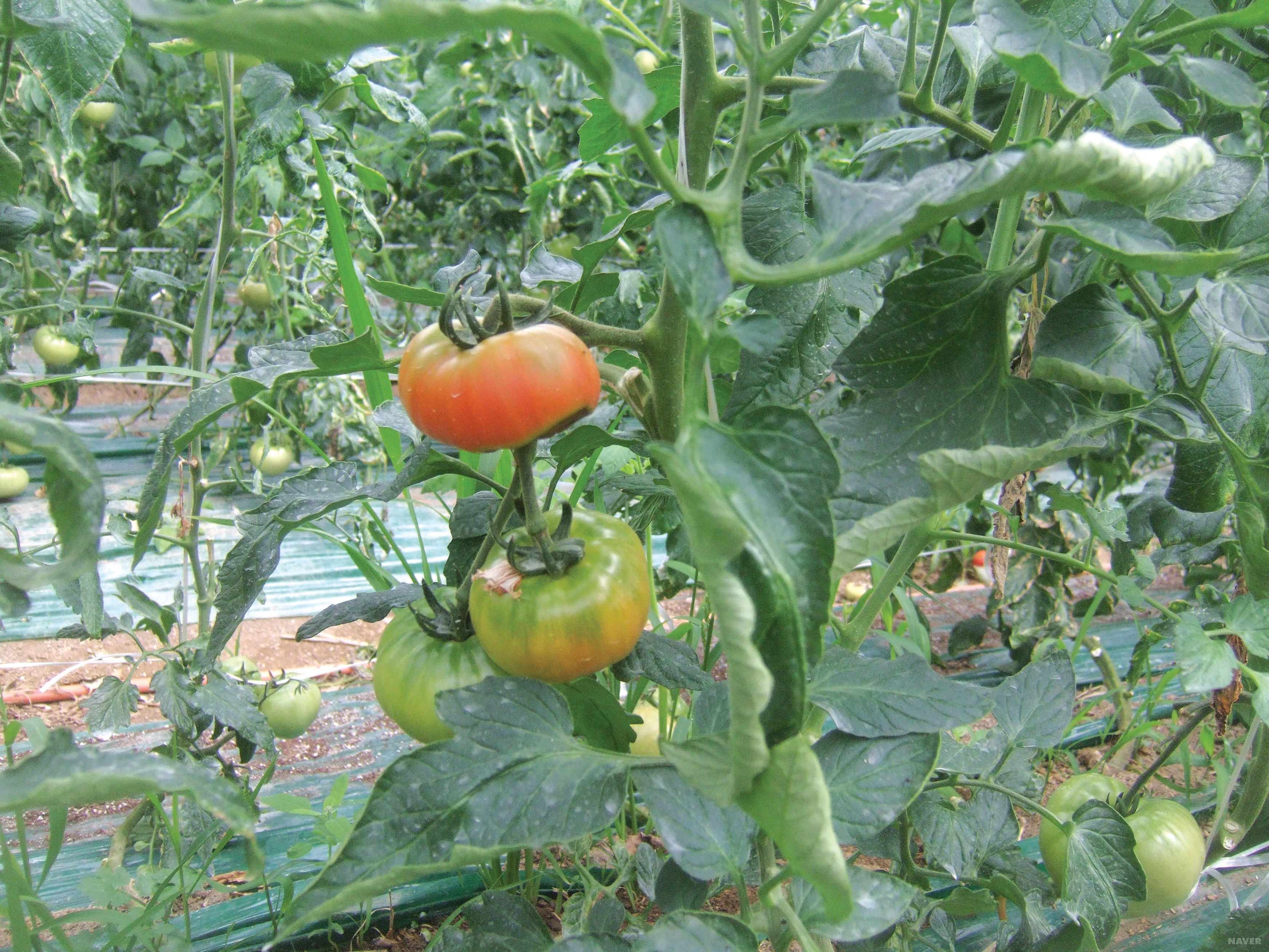 비타민과 무기질의 급원 식품인 토마토