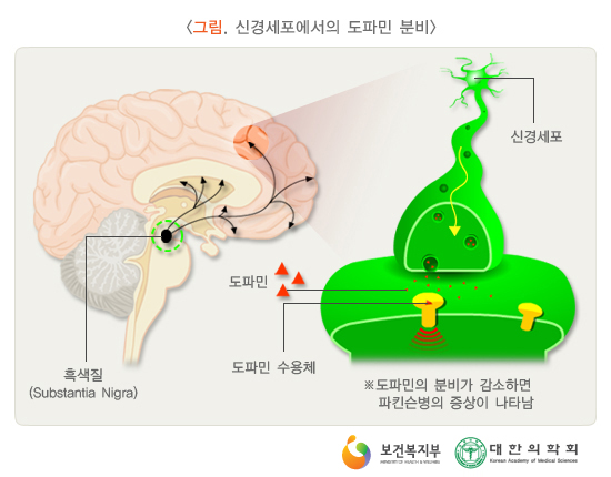 신경세포에서의 도파민 분비