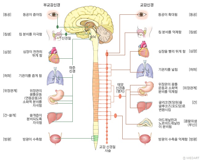 자율신경의 모식도