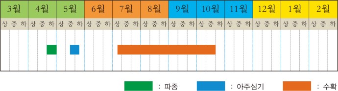 호박 본문 이미지 1