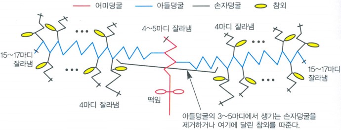 참외 덩굴 정지하는 방법