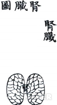 신장도