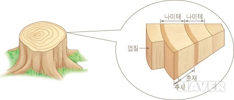 나이테의 구성