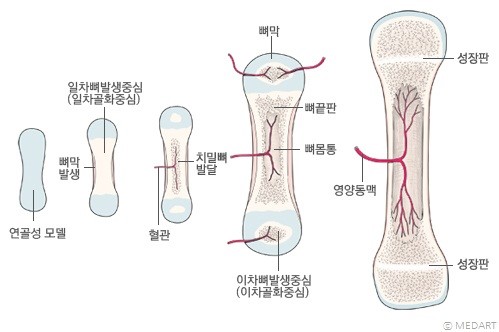 뼈의 골화 과정