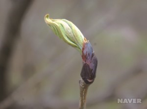 마가목 새순 (4월 13일)