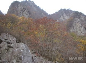 마가목 - 단풍 든 모습 (10월 27일)