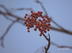 마가목 겨울 열매 (12월 22일)
