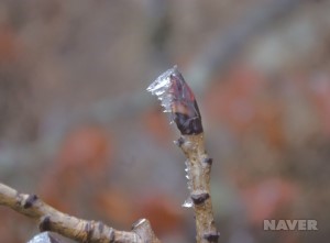 마가목 겨울눈 (2월 4일)