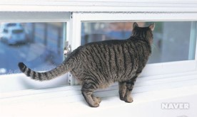 창밖에 나타나는 사물에 관심이 높은 고양이