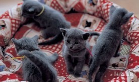 캐터리 실버레이크의 러시안 블루종 고양이들