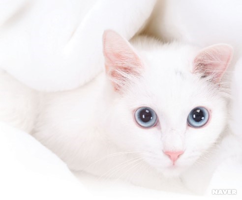 파란 눈의 흰 고양이