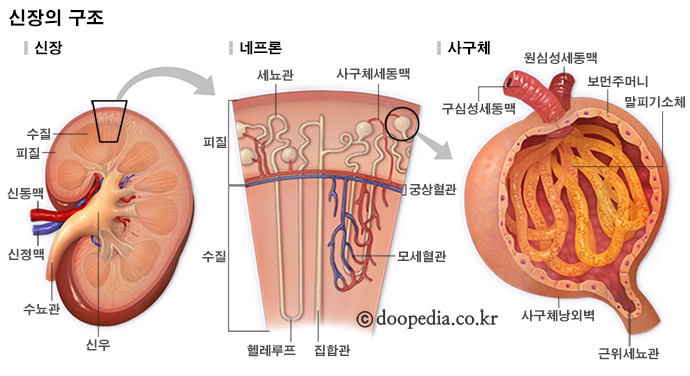 신장 본문 이미지 1