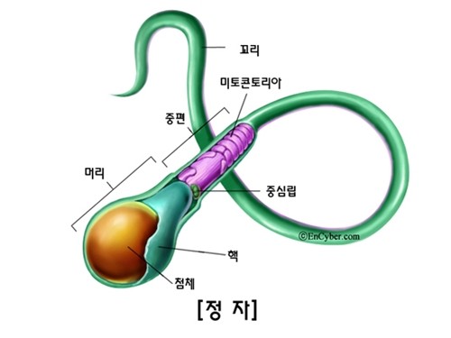 정자 본문 이미지 1