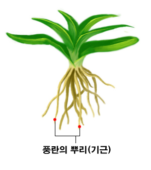 풍란 본문 이미지 1