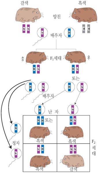 독립의 법칙