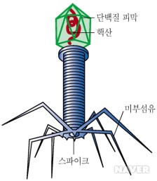 (a) 모식도