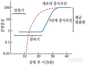 (b) T4파지의 증식곡선