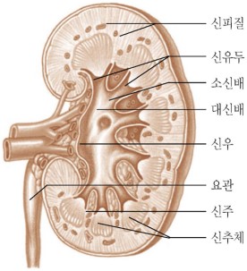 (b) 단면