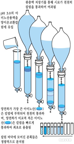 크로마토그래피(이온교환크로마토그래피)