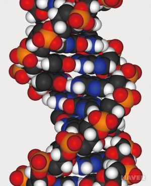 DNA 구조 모형