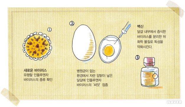 독감 백신 생산 과정