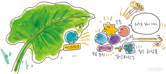 기능성 식물 본문 이미지 3