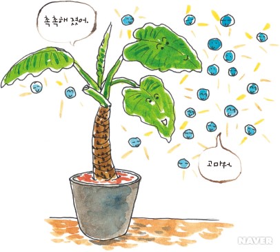 기능성 식물 본문 이미지 5